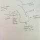 Image for article titled Can You Draw an Anatomically Correct Penis? An Experiment